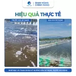 Thuốc Tím KMnO4 99%